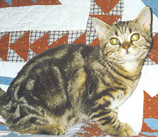 Satiricats Brown Sugar